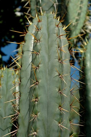 Trichocereus_cuzcoensis